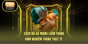 Cách Đá Gà Mạng Luôn Thắng - Kinh Nghiệm Thắng Thực Tế