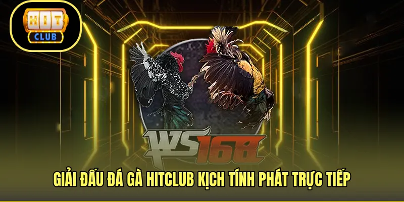 Giải đấu đá gà HITCLUB kịch tính phát trực tiếp