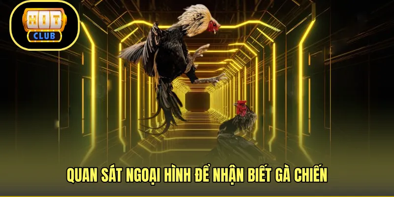 Quan sát ngoại hình để nhận biết gà chiến